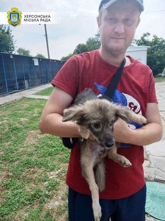 У Херсоні в притулку 60 «хвостиків» чекають на нові родини