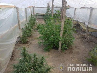Двоє мешканців Херсонщини вирощували на городі заборонені нарковмісні рослини