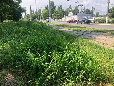 Траву в Херсоні косять вибірково