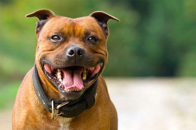 B Xepcoнe бoйцoвыe пcы иcкуcaли дeвушку