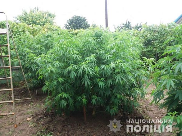 На Херсонщине оперативники обнаружили насаждения конопли стоимостью 400 тысяч гривен