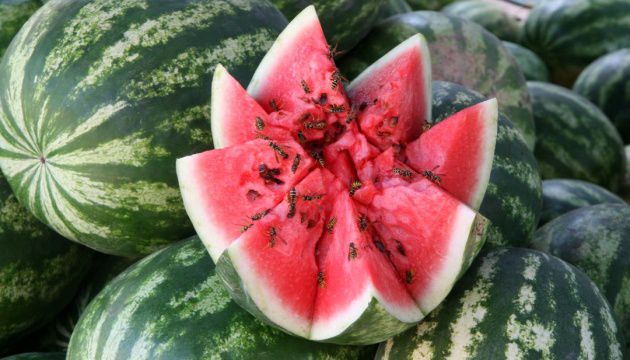 Ранние арбузы поступили в продажу - они почти втрое дороже, чем в прошлом году