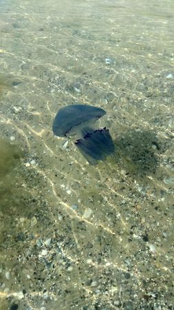 Медузи в Лазурному на Чорному морі