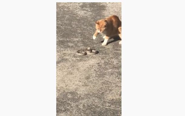 В Херсоне кот убил гремучую змею, сбежавшую из  торгового центра