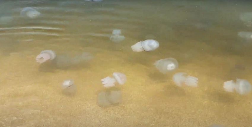 Медузы не дают покоя, а море холодное: туристы рассказали об отдыхе в Геническе и Затоке