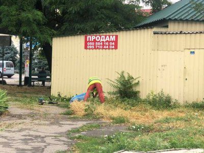 Про прибирання на проспекті Ушакова та чий бур’ян