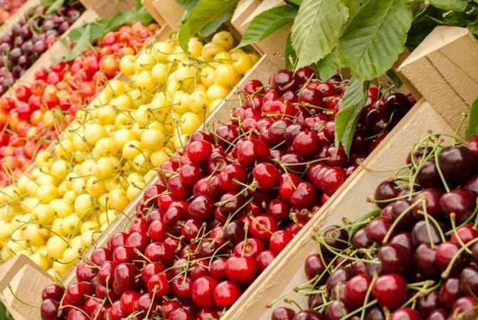 Урожай фруктов в этом году может быть уничтожен: фермеры бьют тревогу