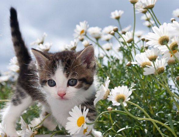 30 июля: какой сегодня праздник, приметы, именинники дня и что нельзя делать