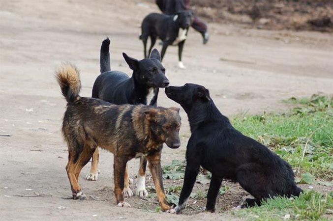 Нa Xepcoнщинe coбaчьeму вoпpocу пocвятили oбщecтвeнныe cлушaния