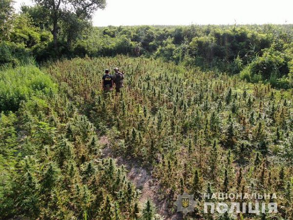 На Херсонщине полицейские обнаружили плантацию конопли стоимостью более 10 миллионов гривен