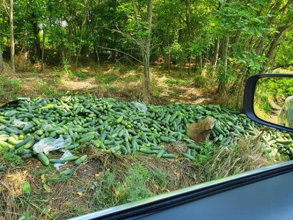 Херсонские аграрии выбрасывают огурцы прямо в лесу