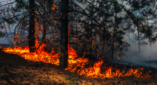 На Херсонщине запретили охоту в связи с высокой пожарной опасностью