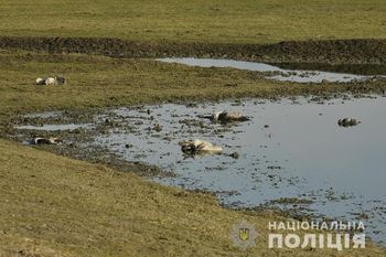 На Херсонщині підозру повідомили агроному сільськогосподарського підприємства причетності до загибелі червонокнижних птахів на території біосферного заповідника «Асканія-Нова»