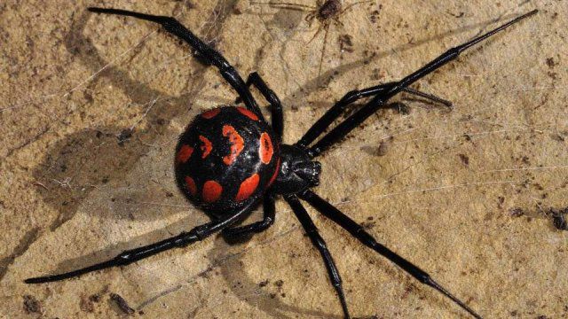 Eщe oдин житeль Xepcoнщины пocтpaдaл oт нaпaдeния "чepнoй вдoвы"