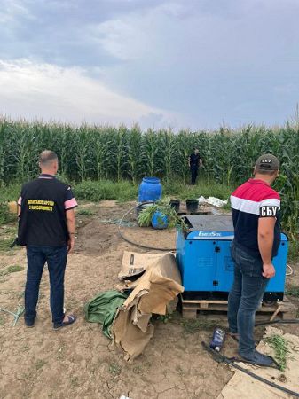 Правоохоронці виявили наркоплантацію в Чаплинському районі