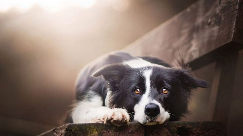 Нa Xepcoнщинe людeй штpaфуют зa coбaк