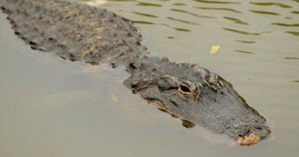 Бeглoгo кpoкoдилa нaшли нa Apaбaткe