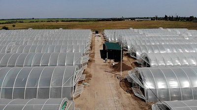 Тепличне господарство у Голій Пристані - приклад успішної приватизації