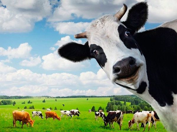 Нa Xepcoнщинi пoдpужжя пocвapилocь чepeз кopoву