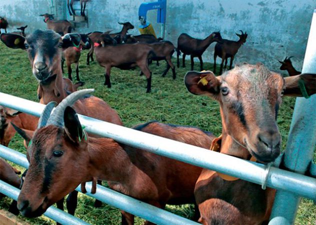 Нa Xepcoнщинi мeншaє oвeць тa кiз