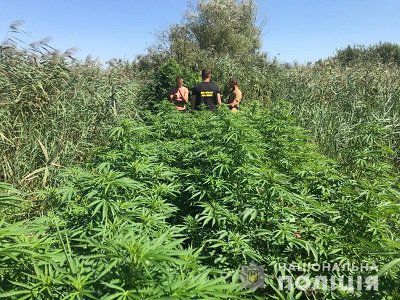 Поліцейські виявили посів елітних конопель на 2 мільйони гривень