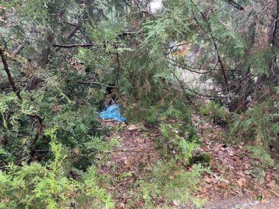 Комунальні підприємства, державні установи в обласному центрі заростають бур’яном