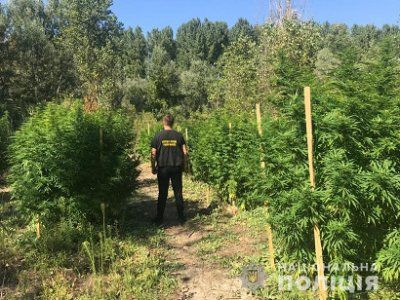 У херсонських плавнях коноплі на мільйон гривень