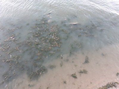 Херсонським рибоохоронним патрулем зафіксовано факт задухи риби