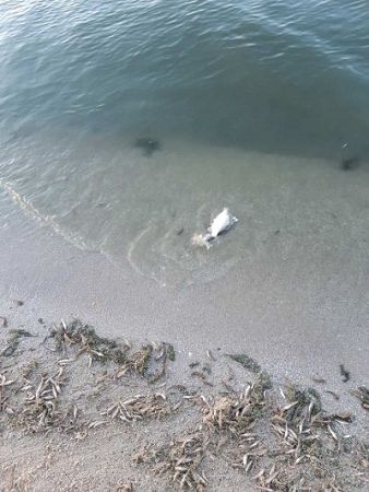 Херсонським рибоохоронним патрулем зафіксовано факт задухи риби