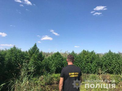 Поліцейські виявили посів елітних конопель на 2 мільйони гривень