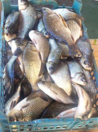 За добу рибпатрульні Херсонщини виявили вісім порушень законодавства