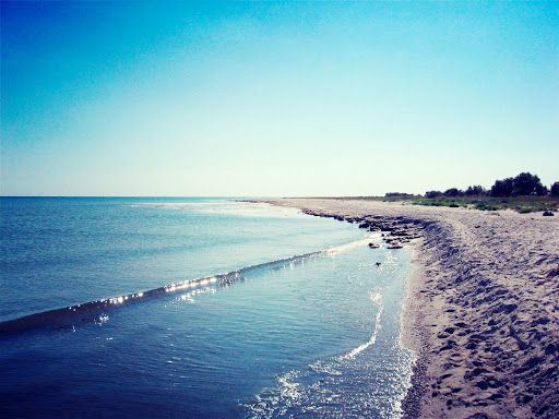 Почти 400 000 рыб погибло в Днепро-Бугском лимане