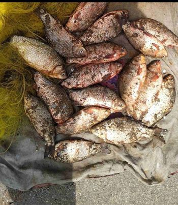 Протягом тижня порушники нанесли збитків понад 59 тис грн