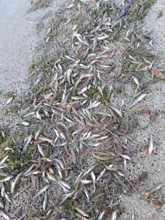 Херсонським рибоохоронним патрулем зафіксовано факт задухи риби