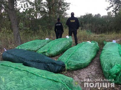 У херсонських плавнях коноплі на мільйон гривень