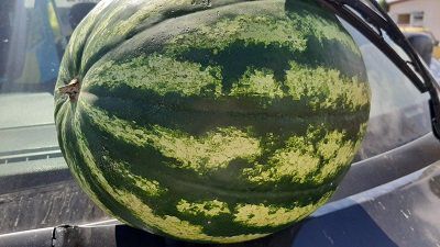 Торгівля баштанними цього року «влетить в копійку» фермерам Херсонщини