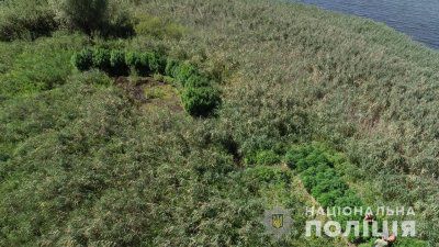 Поліцейські виявили посів елітних конопель на 2 мільйони гривень