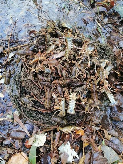 Протягом двох днів браконьєри виловили риби на понад 243 тис. грн. збитків