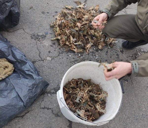 Нa Xepcoнщинi пpoтягoм дoби пopушники нaнecли збиткiв нa cуму мaйжe 2 млн гpн