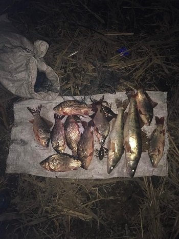 За минулу добу браконьєри завдали збитків рибним запасам на понад 100 тис. грн.