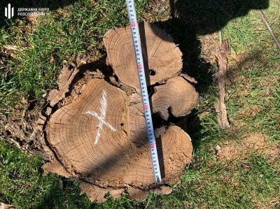 Слідчі Теруправління ДБР Мелітополя повідомили про підозру двом лісівникам