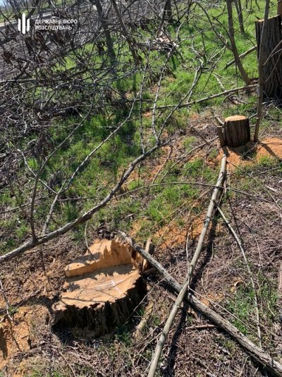Слідчі Теруправління ДБР Мелітополя повідомили про підозру двом лісівникам