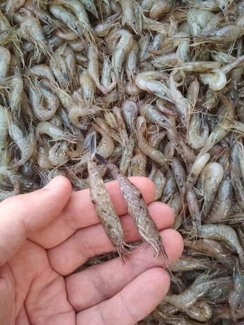 У окупованому Скадовську місцевих рятують рибалки та їхній улов