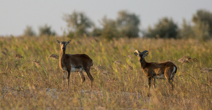 В захопленому природному нацпарку «Джарилгацький» на Херсонщині окупанти хочуть відстрілювати диких тварин і займатися ресторанним бізнесом