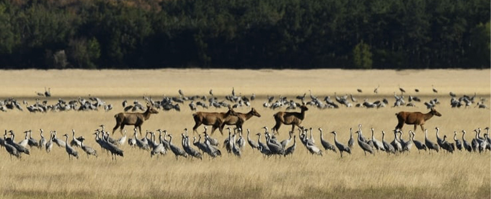Під окупацією: що відбувається в заповіднику "Асканія-Нова”?