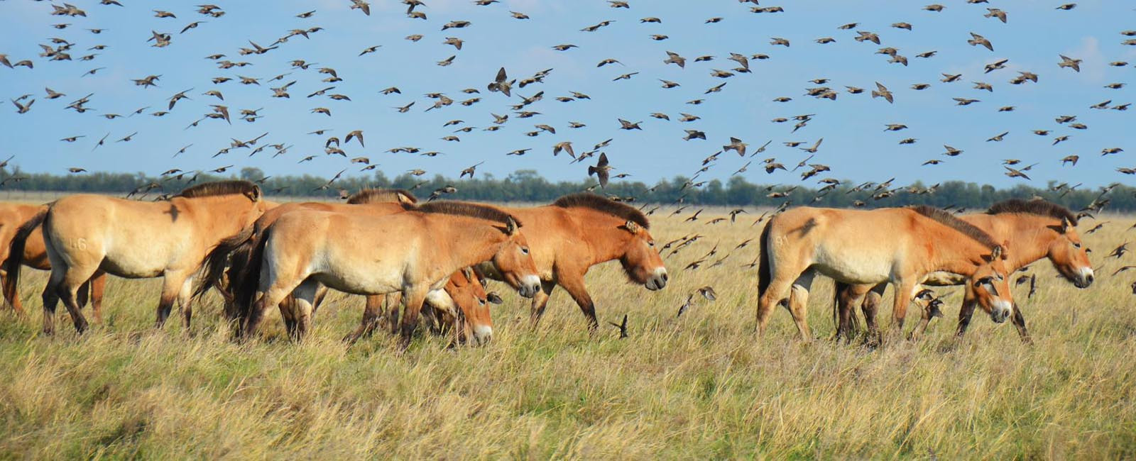У заповіднику “Асканія-Нова” тварини страждають від звуків російської авіації