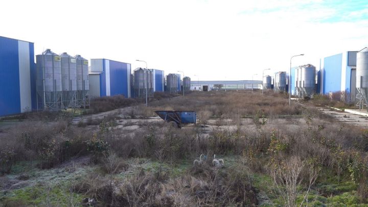 Нас викинули з машини. Стріляли під ноги та над головою. А потім заборонили їздити за кормами. Репортаж з Чорнобаївської птахофабрики