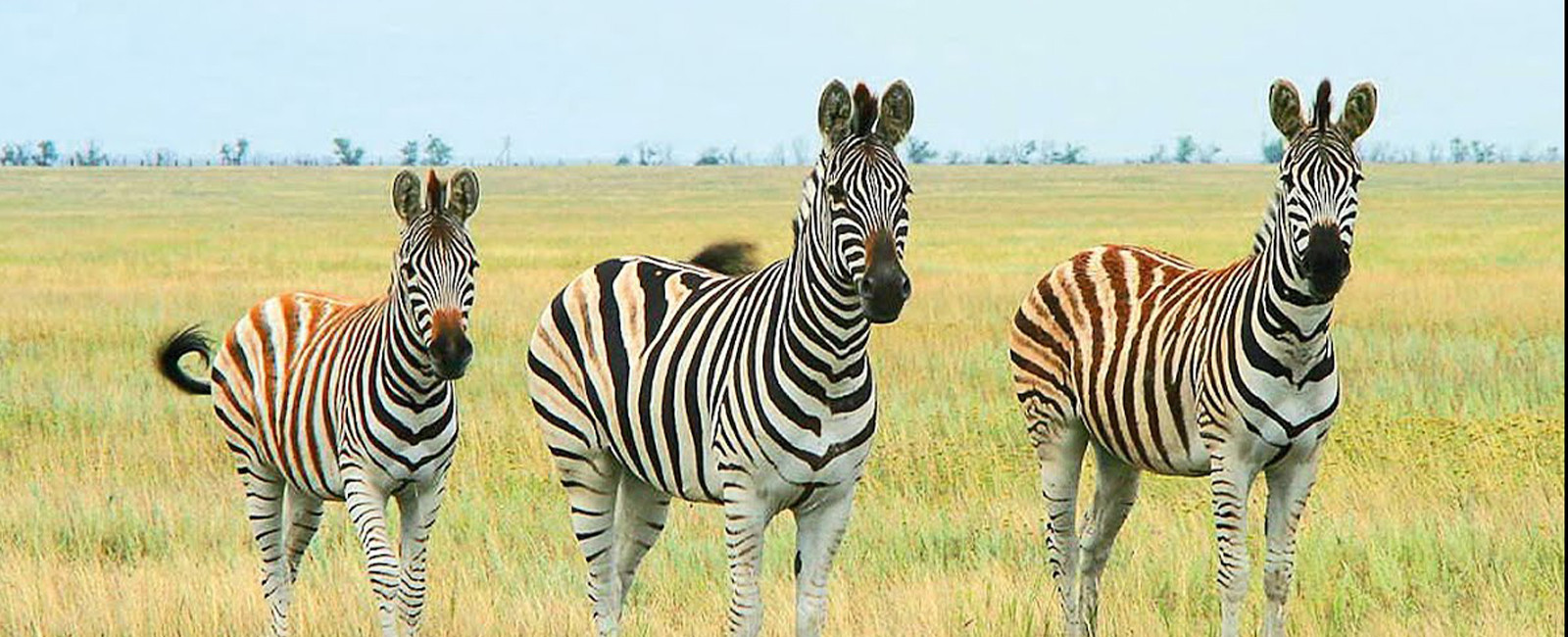 Окупований росіянами заповідник “Асканія Нова” протримається на українських запасах до кінця літа, – директор Шаповал