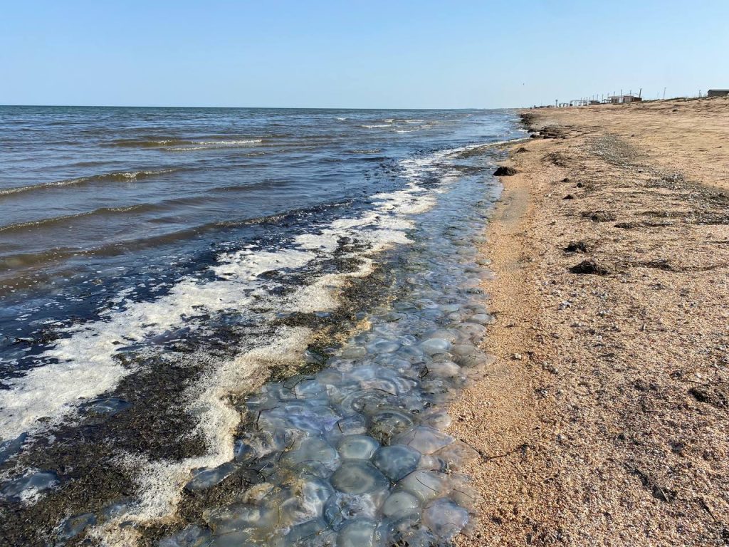 Жабо-гадюкинг орков с медузами