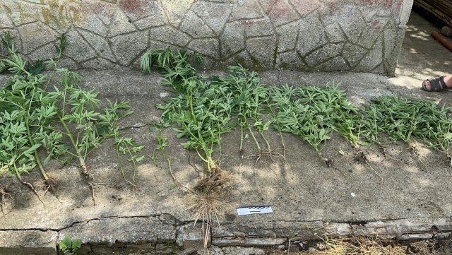 На Білозерщині поліцейські виявили два наркопосіви